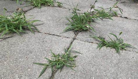 How To Remove Weeds From My Concrete Patio In Imperial Beach?